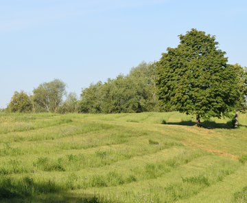 Das Bild zeigt  die Wiese am Edeltrudtunnel mit einer Streifenmahd.