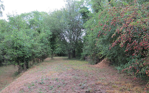 Das Bild zeigt durch Biotoppflege entstandene strukturreiche Elemente mit Bäumen, Wiesen und Hecken auf dem Knittelberg.