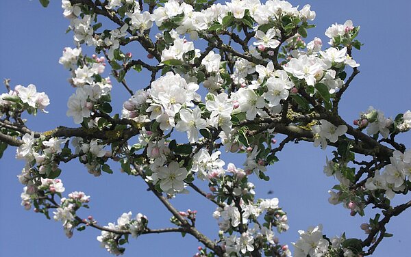 Zu sehen sind Apfelblüten.