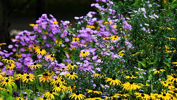 Das Bild zeigt ein herbstliches Staudenbeet im Zoologischen Stadtgarten. 