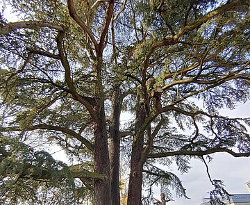 Das Bild zeigt eine alte Zeder vor dem Hygieía-Brunnen.