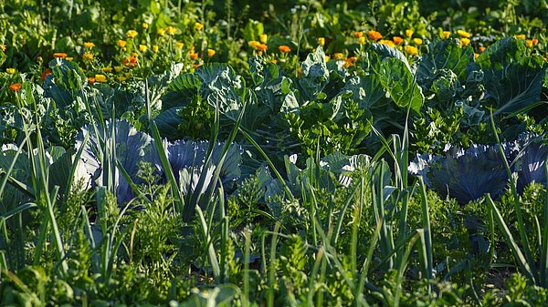 Das Bild zeigt einen Ausschnitt eines Gemüsebeets.