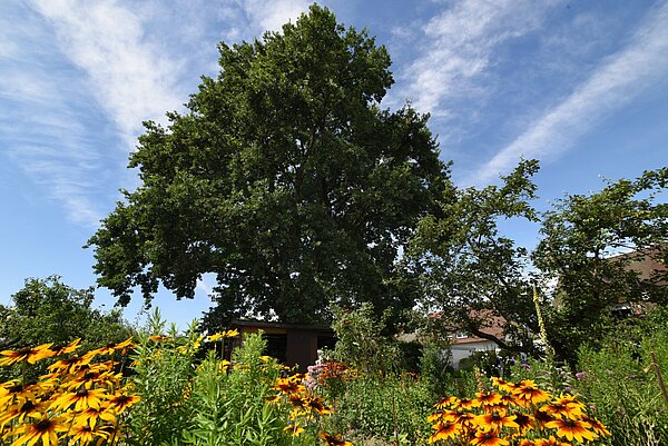 Das Bild zeigt einen großen Baum in einem dicht mit Stauden bewachsenen Garten. 