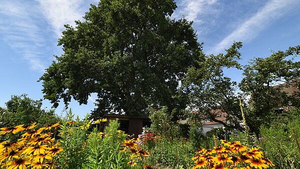 Das Bild zeigt einen großen Baum in einem dicht mit Stauden bewachsenen Garten. 