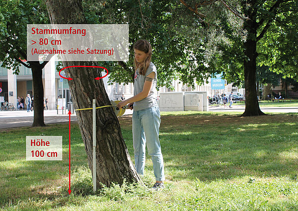 Das Bild zeigt, wie der Stammumfang eines Baumes gemessen wird. 