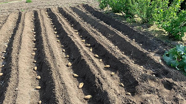 Das Bild zeigt einen Ausschnitt eines Kartoffelbeets.