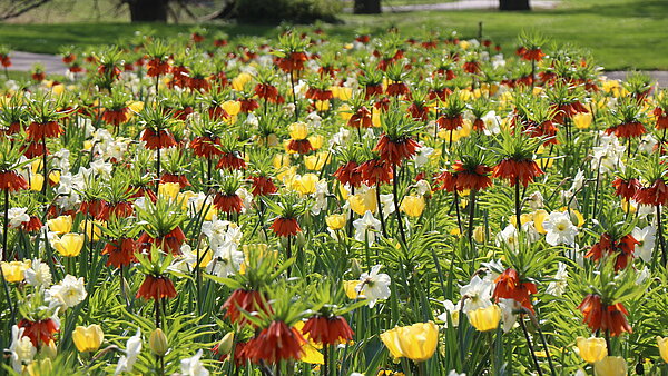 Das Bild zeigt einen Frühlingsflor mit gelben Tulpen, weißen Narzissen und roten Kaiserkronen.