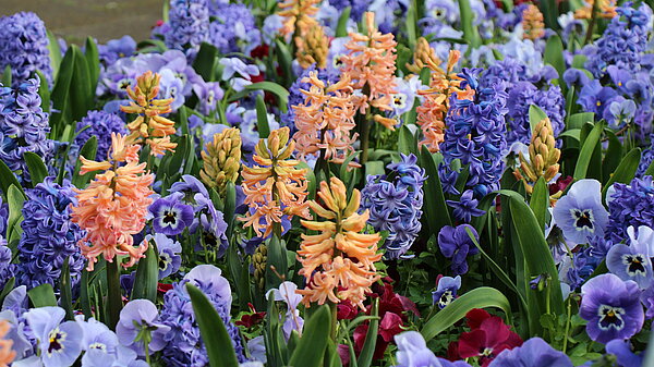 Das Bild zeigt ein Frühlingsbeet mit blauen Stiefmütterchen und apricotfarbenen Hyazinthen.