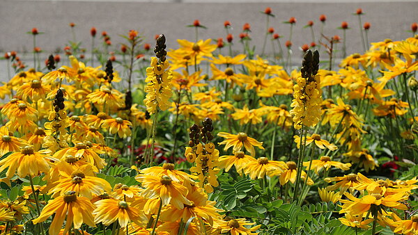 Das Bild zeigt einen Sommerflor mit Kerzenstrauch und Sonnenhut. 