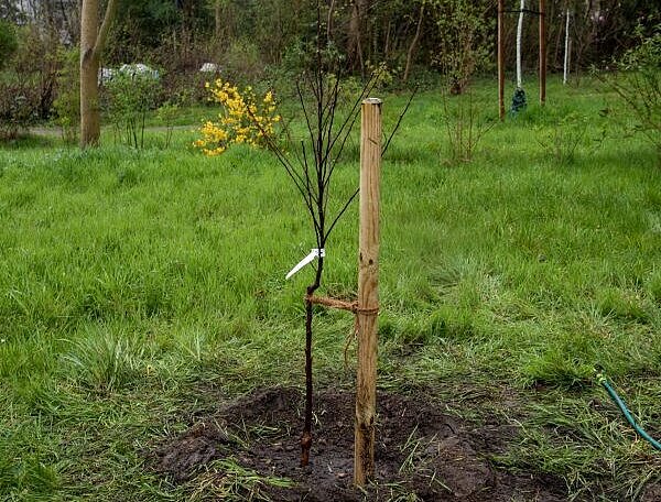 Frisch gepflanzter Baum