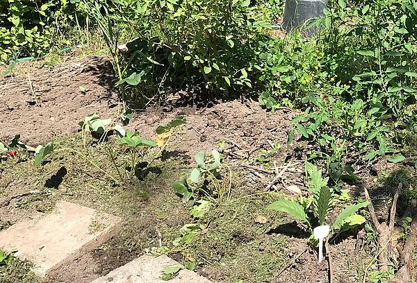Trockenes Gartenbeet mit Tomatenpflanzen und Gehwegplatten