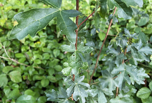 Der junge Schössling eines Feldahorns.
