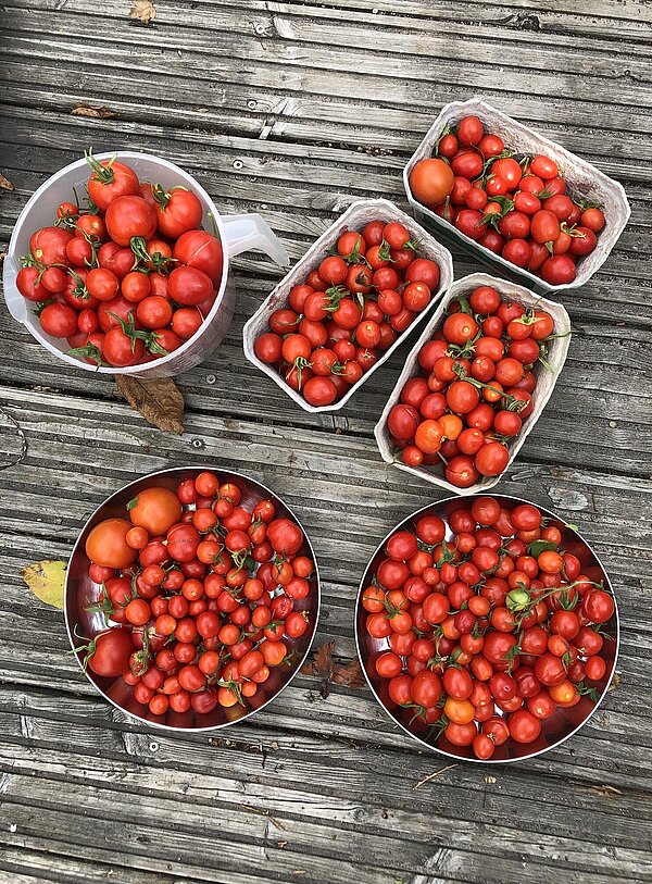 Kleine Tomaten in verschiedenen Schalen auf dem Tisch von oben