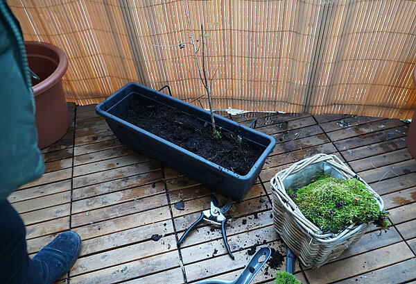 In einem Balkonkasten, der auf dem Boden steht, wächst der Schössling einer Pappel.