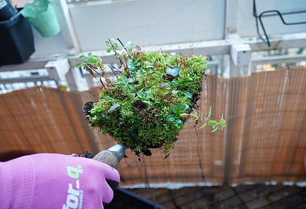 Eine Hand hält eine Schaufel mit einem Stück ausgegrabenem Moos darauf.