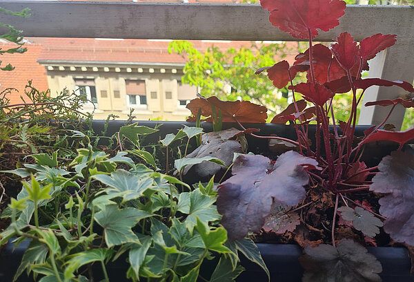 Nahaunahme der Pflanzen in einem Balkonkasten mit grünem und rotem Blattwerk, Haus im Hintergrund.