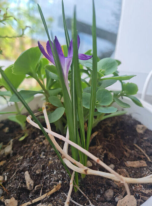 Nahaufnahme einer lila Blume im Topf mit Fetthenne im Hintergrund.