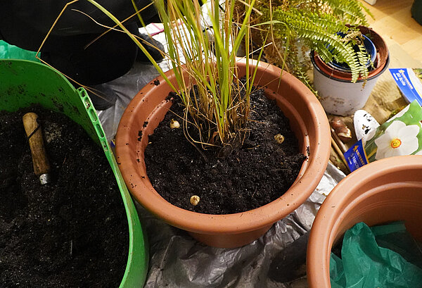 Mitten bei der Arbeit in den Pflanztopf fotografiert: In der Topfmitte ein buschiges Gras, drumherum liegen noch unbedeckte Pflanzzwiebeln auf der Erde.