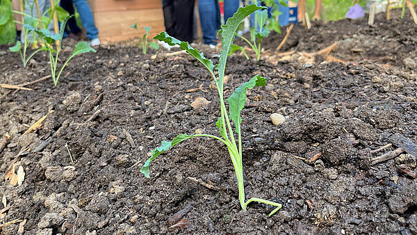 Grünkohlpflanze auf dem Acker. Leute im Hintergrund