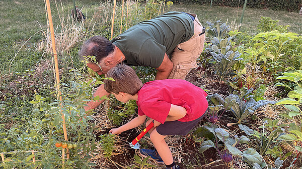 Vater und Sohn gärtnern im Gemüsebeet