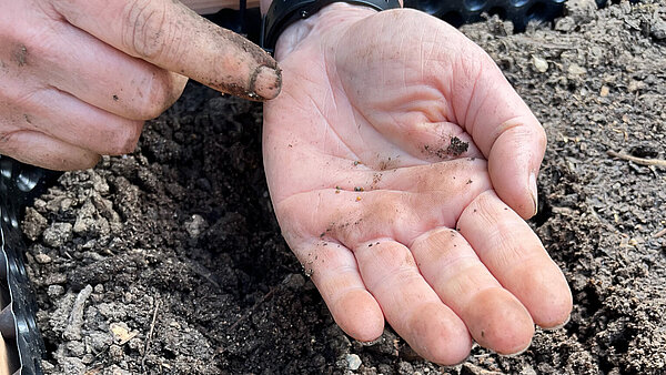 Hand mit Samen darauf. Erde im Hochbeet