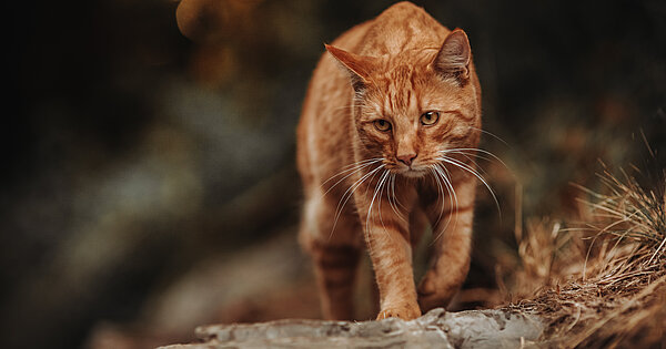 Eine Katze ist in der Natur unterwegs