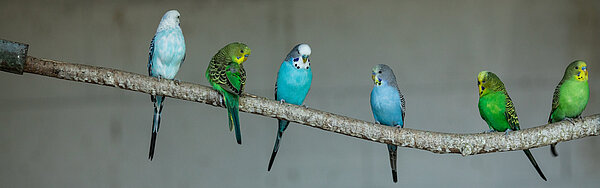 Wellensittiche sitzen auf einem Ast
