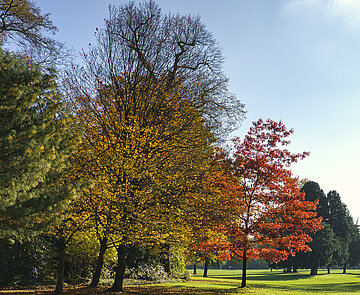 Baum mit Herbstfärbung