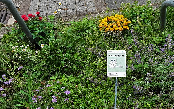 Das Bild zeigt verschiedene Pflanzen in einer Baumscheibe in der Putlizstraße.