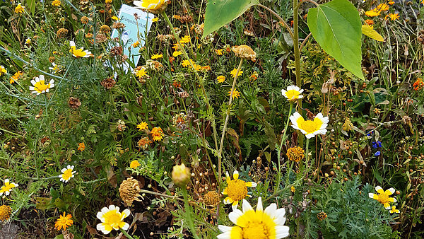 Das Bild zeigt verschiedene Pflanzen in einer Baumscheibe in Grünpatenschaft.