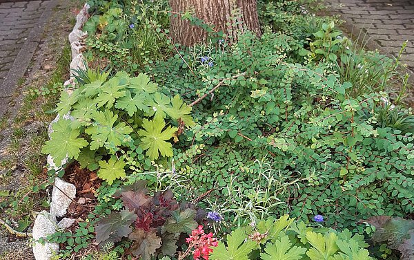 Das Bild zeigt mehrjährige Stauden in einer Baumscheibe. 