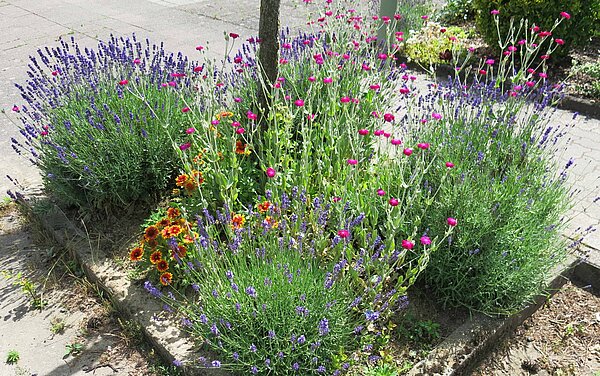 Das Bild zeigt die Bepflanzung einer Baumscheibe mit Lichtnelke und Lavendel. 