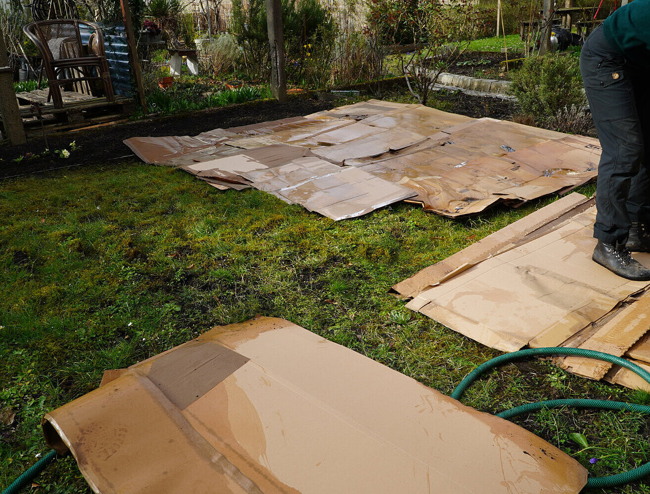 Rasen der teilweise mit nassen Kartons angedeckt ist.Eine Person steht auf Karton.