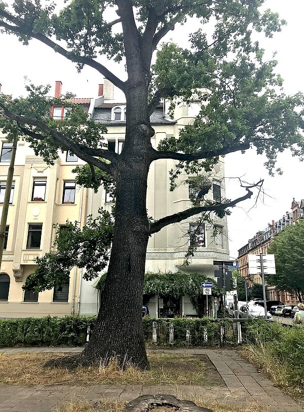 Alter Baum