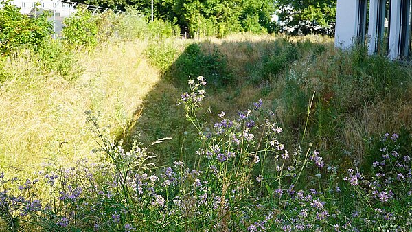 Blumen vor Sickergrube