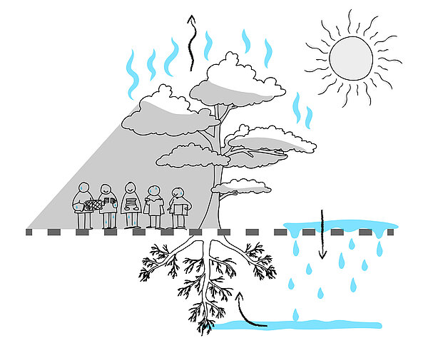 Illustration Baum Kuehlungseffekt Wasserkreislauf Verdunstung Schatten
