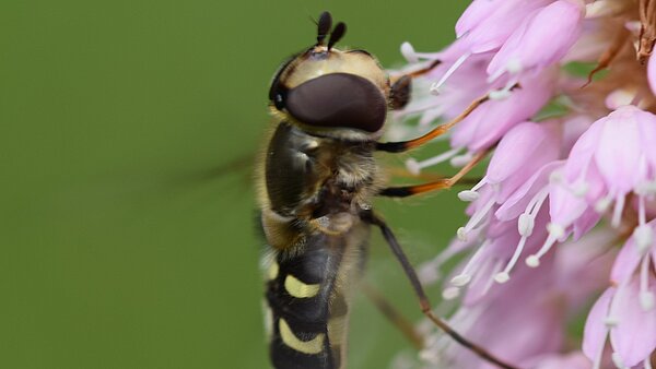 Das Bild zeigt eine Schwebfliege auf einer Blütendolde sitzend. 