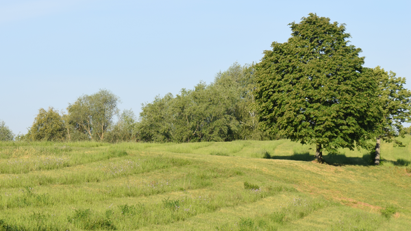 Das Bild zeigt  die Wiese am Edeltrudtunnel mit einer Streifenmahd.