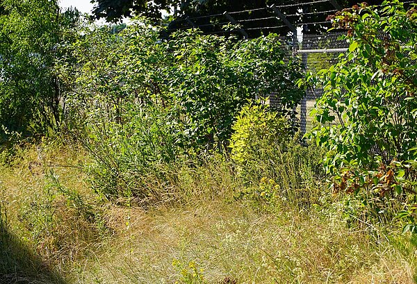 Bäume und Sträucher