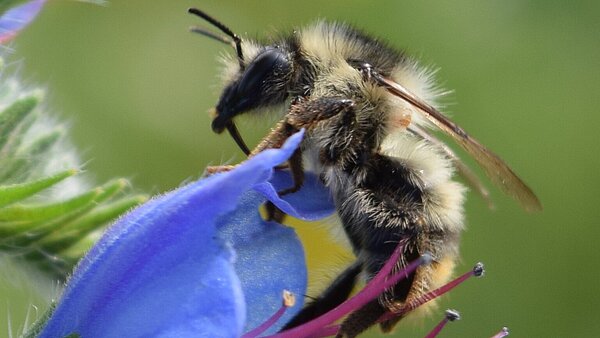 Das Bild zeigt eine Bunte Hummel.