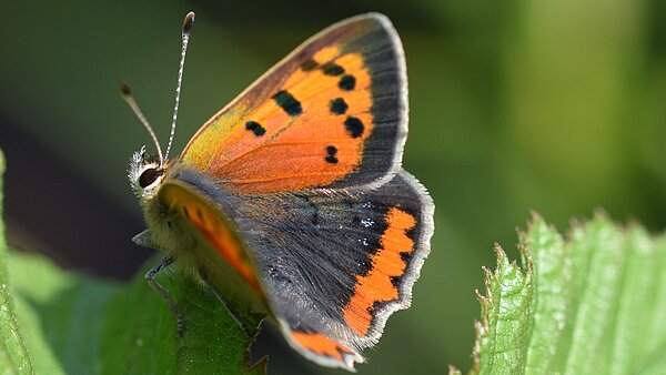 Das Bild zeigt einen Schmetterling der Art Kleiner Feuerfalter.