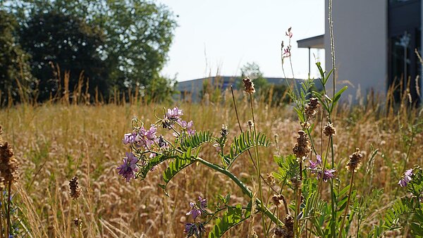 Blumen vor Wildblumenwiese