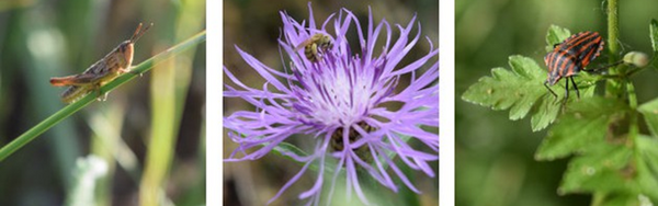 Es werden drei Bilder von Insekten auf Pflanzen gezeigt. 