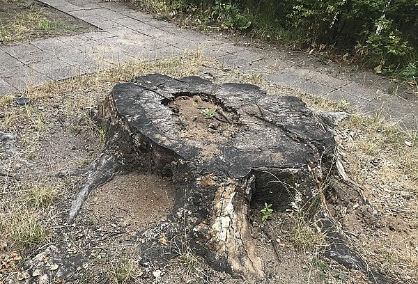 Baumstumpf