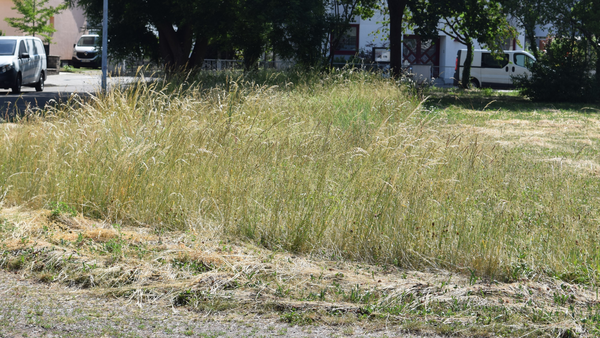 Das Bild zeigt die Inselmahd an der Stößerstraße. Hier wird beim eine kleine Fläche, also eine Insel für die Insekten nicht gemähd. 