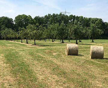Heuernte in der Burgau