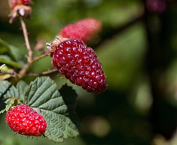 Das Bild zeigt einen Ausschnitt eines Himbeerenstrauchs mit Himbeerfrüchten..