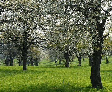 Kirschen in Hohenwettersbach