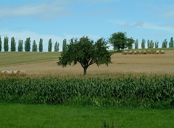 Abbildung zeigt die Pappelalle in Hohenwettersbach