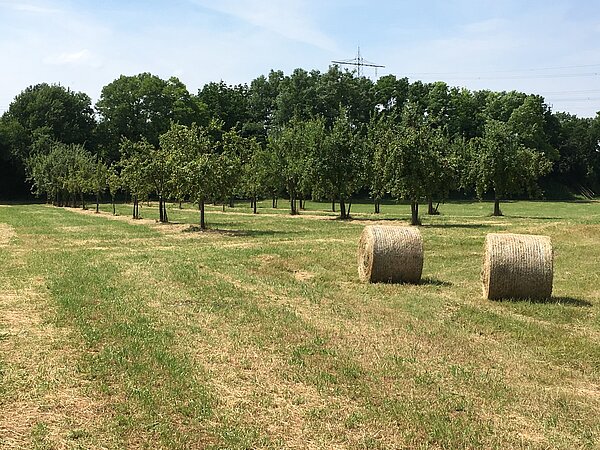 Heuernte in der Burgau